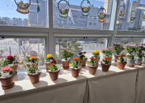 [공립명지치매전문주야간보호센터] 봄 꽃 심기(26.03…